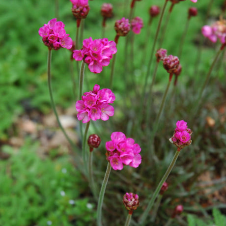 ARMERIA DUSSELDORF PRIDE