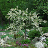 CRABAPPLE SARGENT TINA