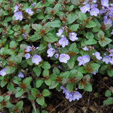 CREEPING SPEEDWELL WATERPERRY BLUE