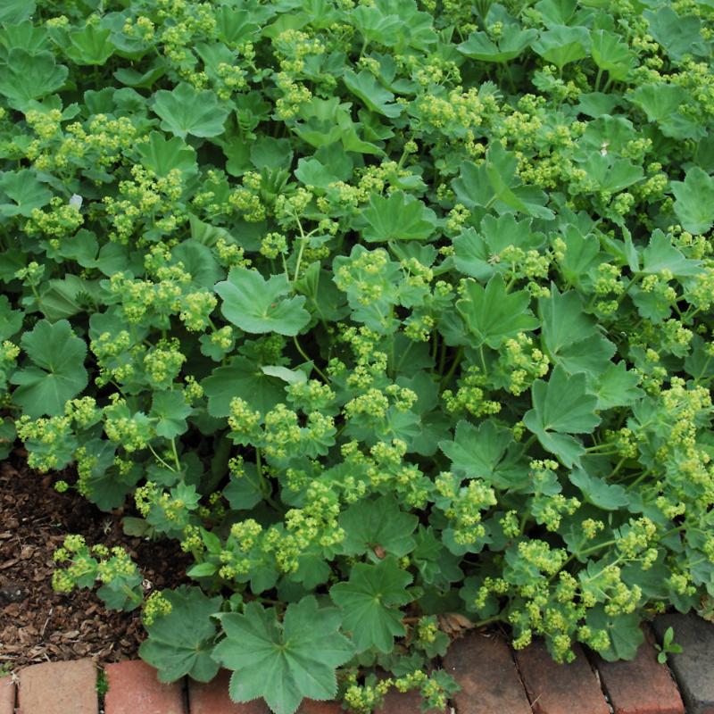 ALCHEMILLA MOLLIS THRILLER