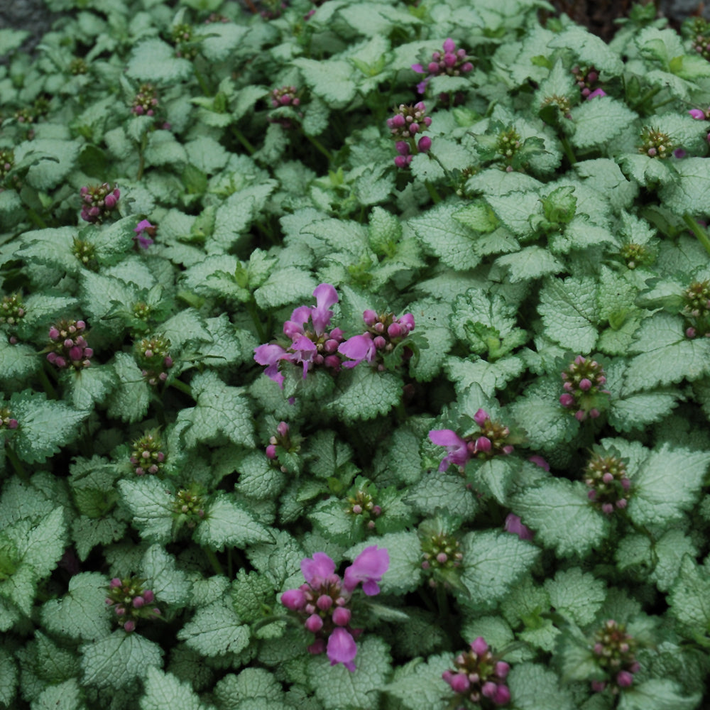 LAMIUM MACULATUM RED NANCY