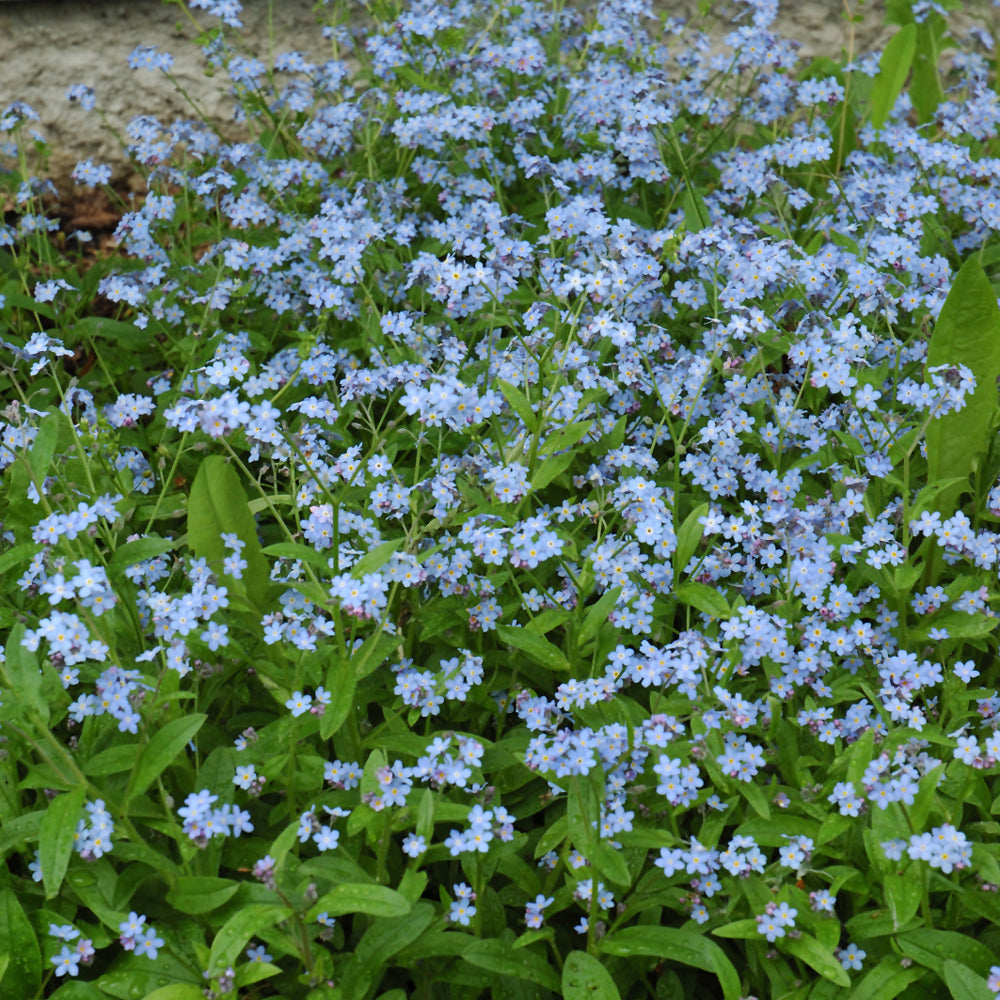 Seed- Forget-Me-Not