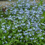 Seed- Forget-Me-Not