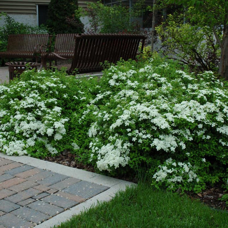 SPIREA HALWARDS SILVER