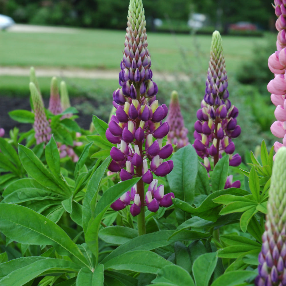 Seed- Lupins Russell's Hybrid Blue