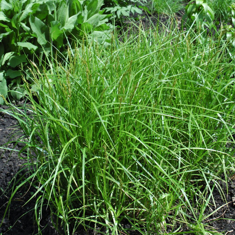 CAREX MUSKINGUMENSIS