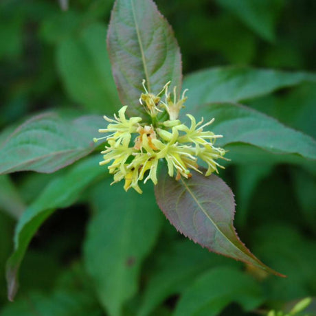 HONEYSUCKLE BUSH