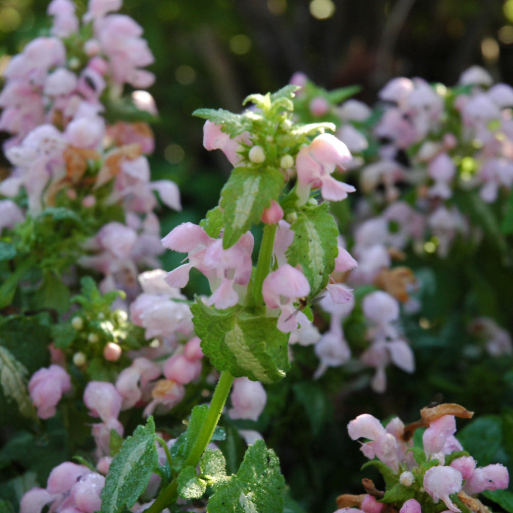 LAMIUM MACULATUM SHELL PINK