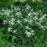 ASTILBE BRIDAL VEIL