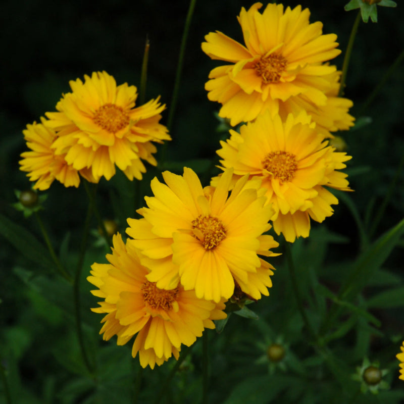 COREOPSIS EARLY SUNRISE