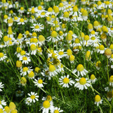 Seed- Chamomile