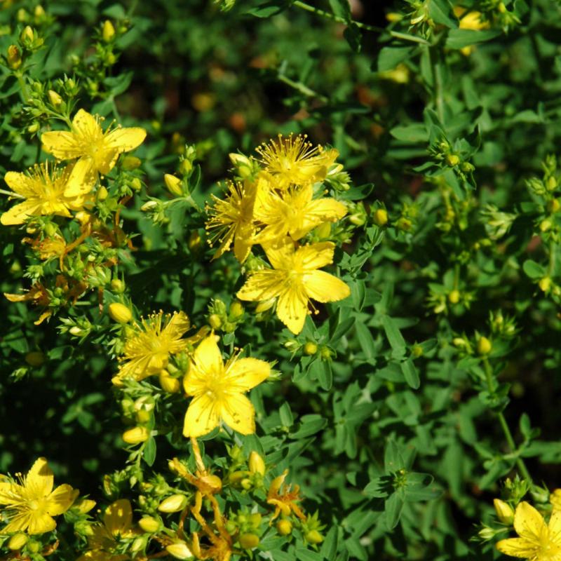 ST JOHNS WORT