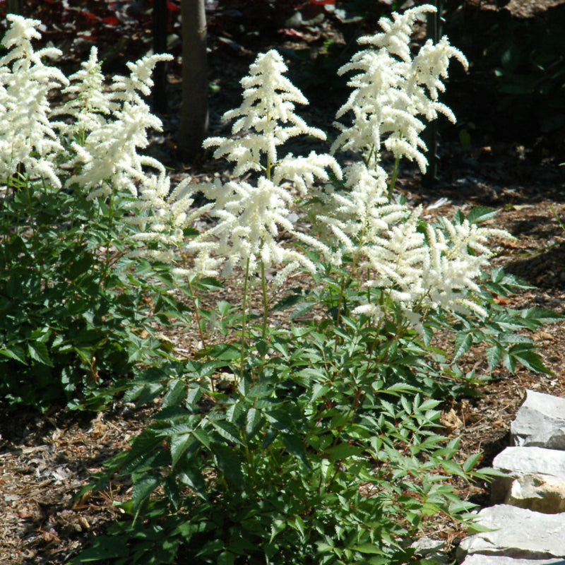 ASTILBE DEUTSCHLAND