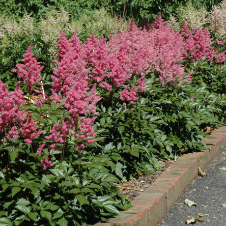 ASTILBE RHEINLAND