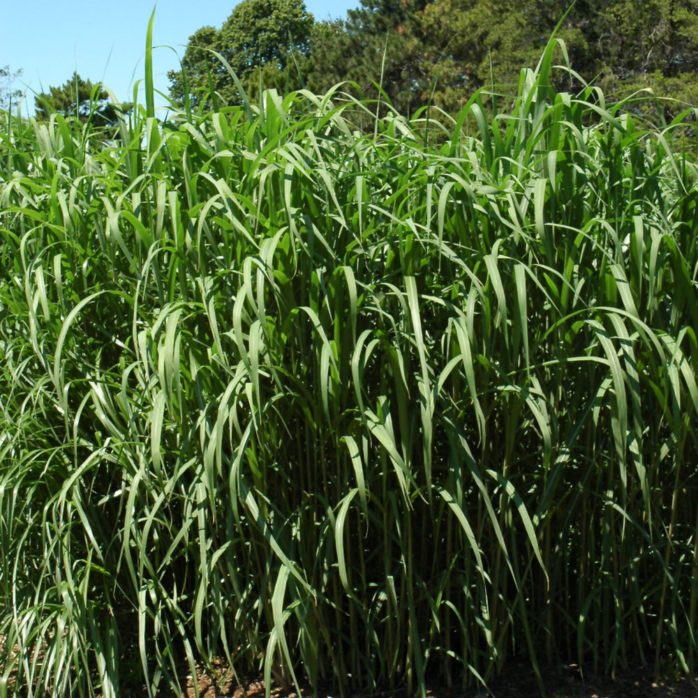 MISCANTHUS GIGANTEUS