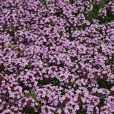 THYMUS COCCINEUS