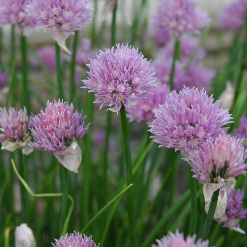 Seed- Chives