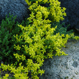 SEDUM SEXANGULARE