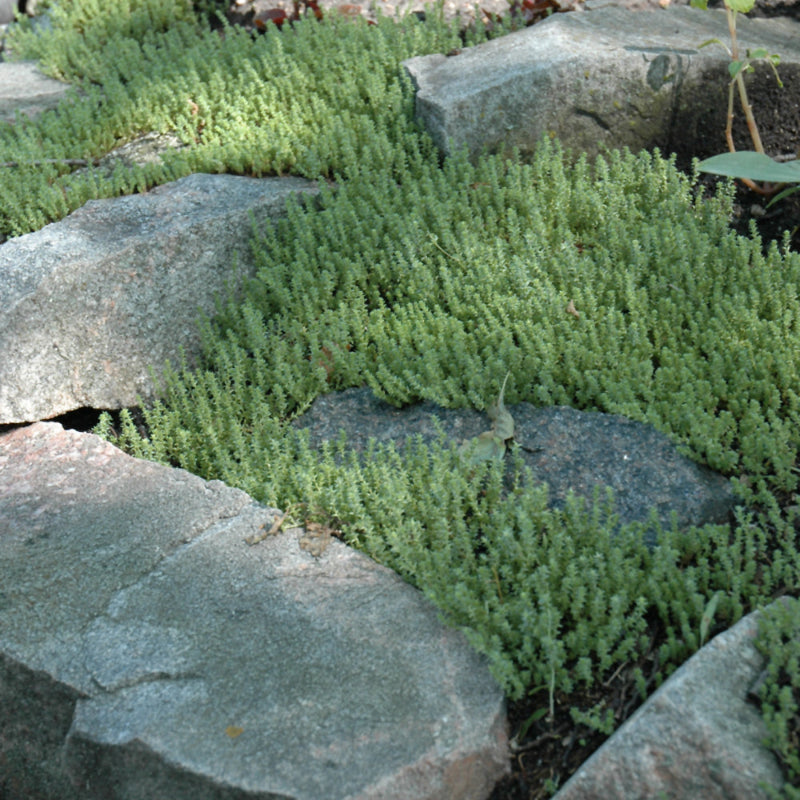 SEDUM SEXANGULARE