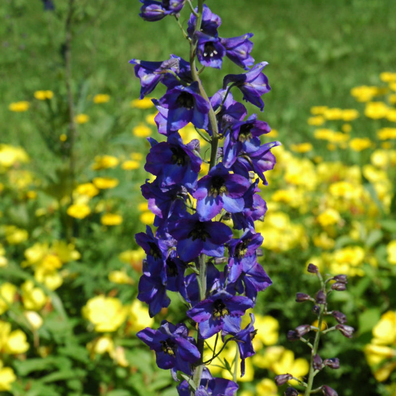 DELPHINIUM BLACK KNIGHT