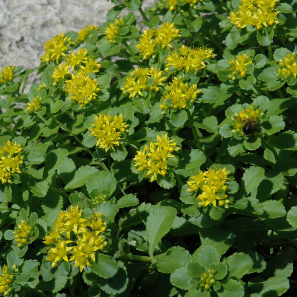 SEDUM KAMTSCHATICUM