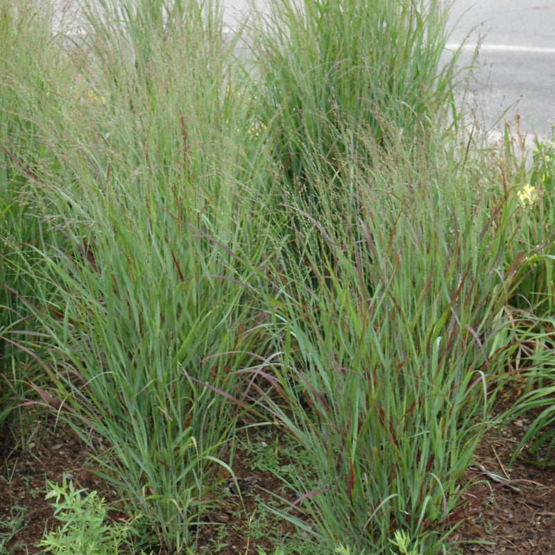 PANICUM SHENANDOAH