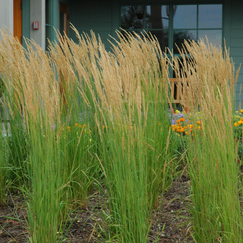 CALAMAGROSTIS KARL FOERSTER