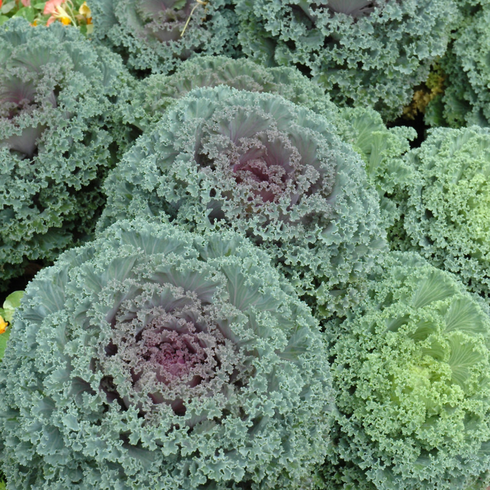 Seed- Kale Red