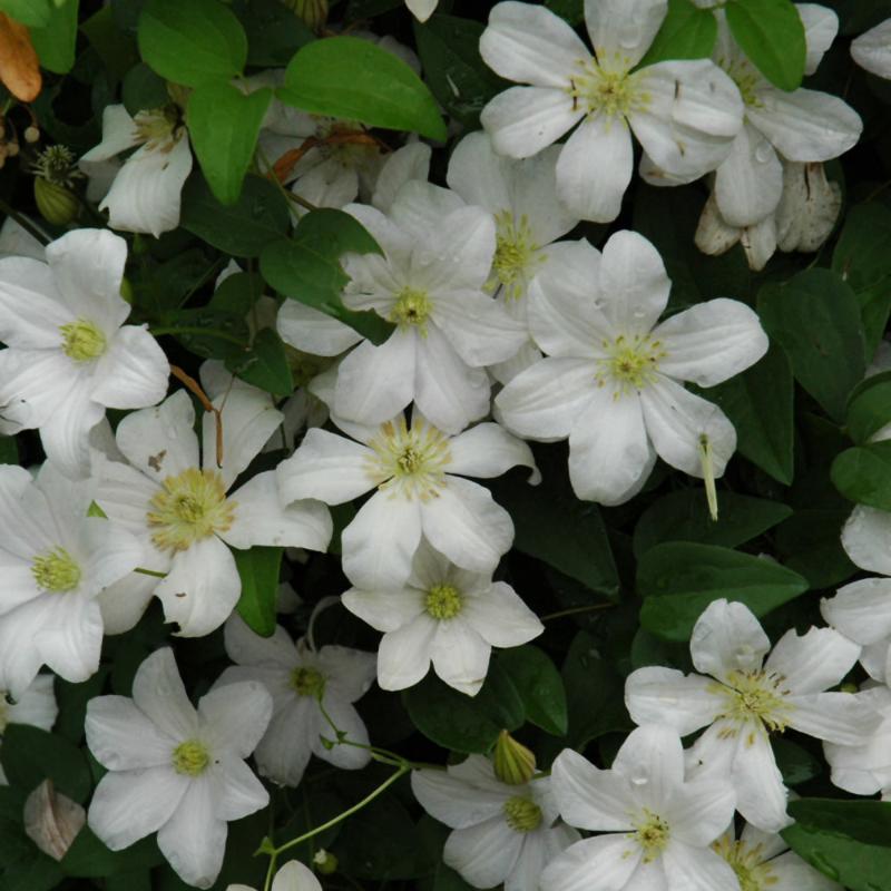 CLEMATIS HULDINE