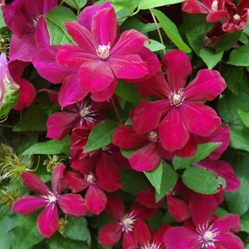 CLEMATIS ROUGE CARDINAL