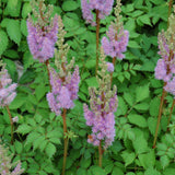 ASTILBE PUMILA