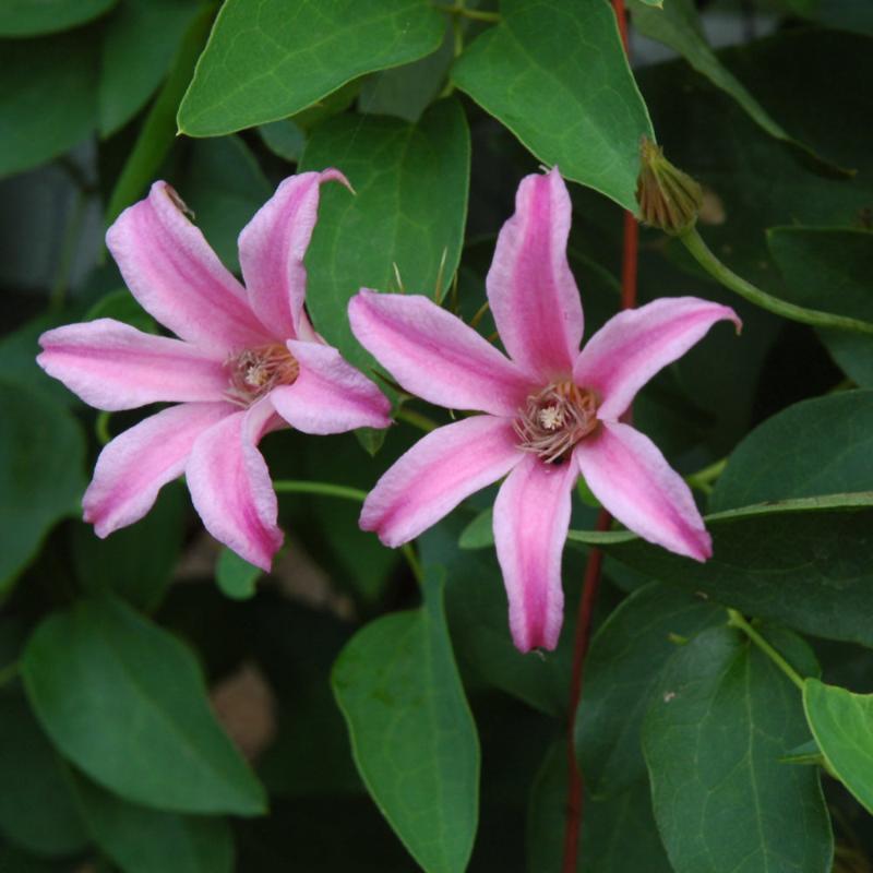 CLEMATIS DUTCHESS OF ALBANY