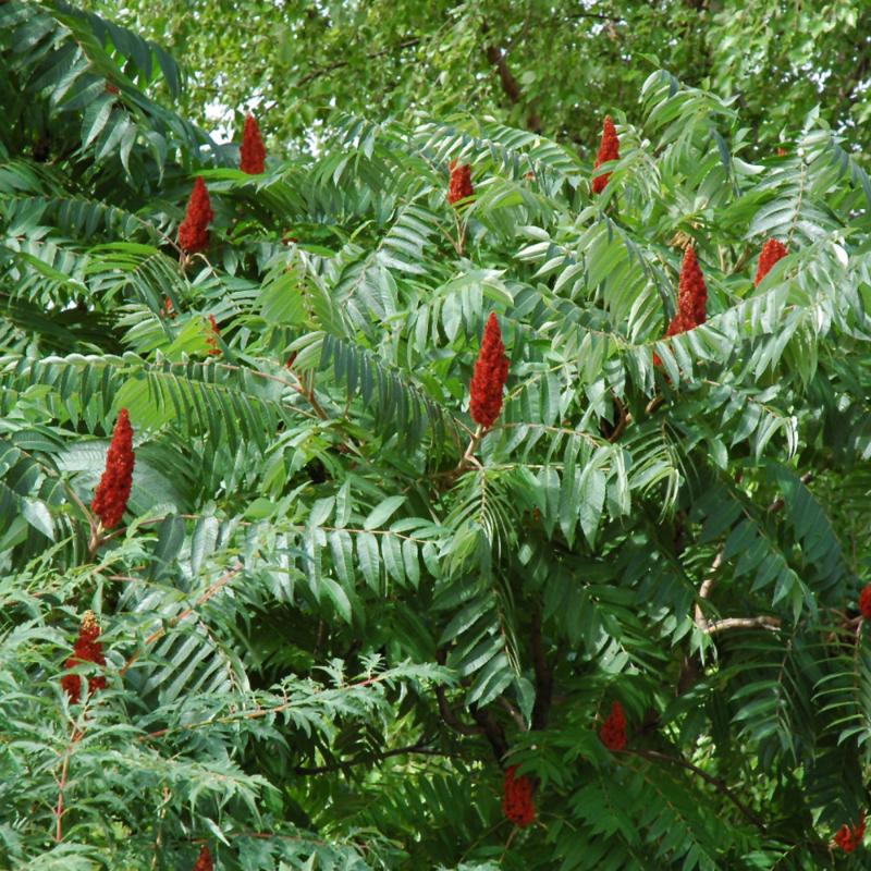 SUMAC STAGHORN