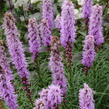 LIATRIS KOBOLD