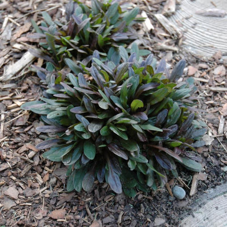 AJUGA CHOCOLATE CHIP