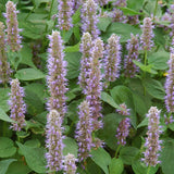 AGASTACHE BLUE FORTUNE