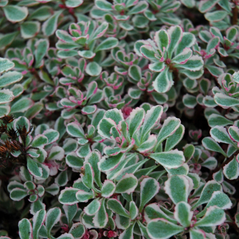 SEDUM SPURIUM TRICOLOR