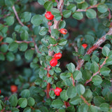 COTONEASTER HESSEI