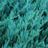 JUNIPER BLUE CHIP