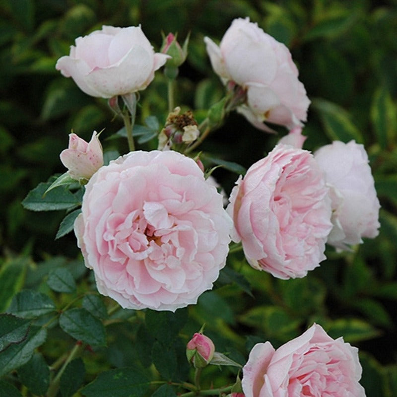 ROSE PARKLAND MORDEN BLUSH – Knippel Garden Centre