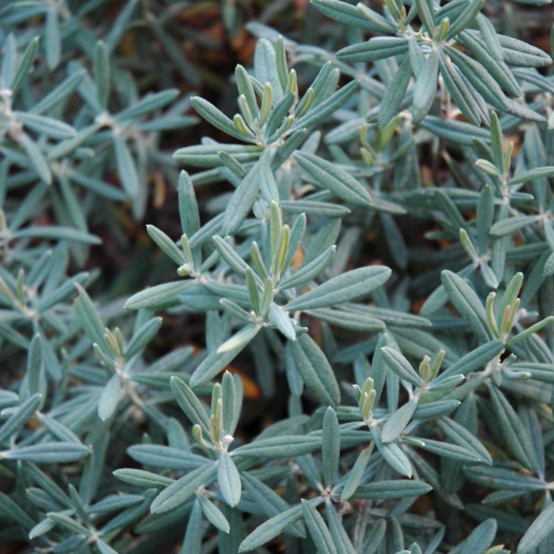 BOG ROSEMARY BLUE ICE