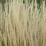 CALAMAGROSTIS KARL FOERSTER