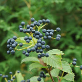 VIBURNUM BLUE MUFFIN