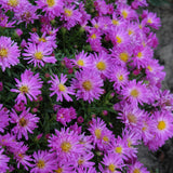 SYMPHYOTRICHUM NOVAE-ANGLIAE