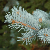 Seed- Spruce Tree Colorado Blue