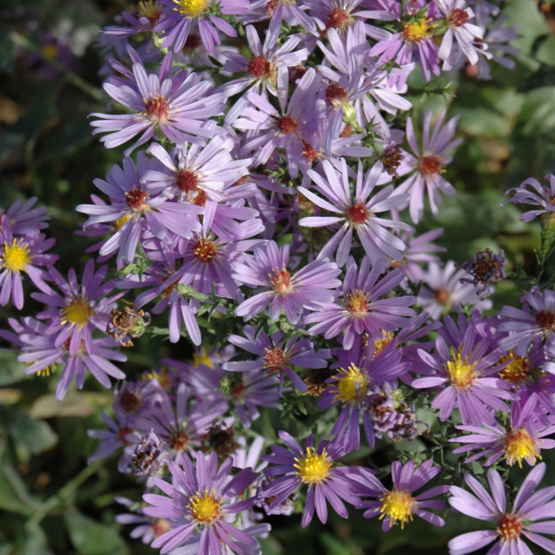 SYMPHYOTRICHUM BLUEBIRD