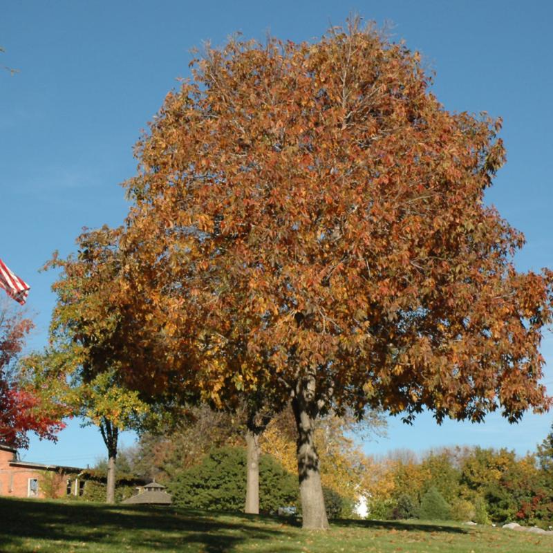 BUCKEYE AUTUMN SPLENDOR