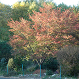 SERVICEBERRY ROBIN HILL