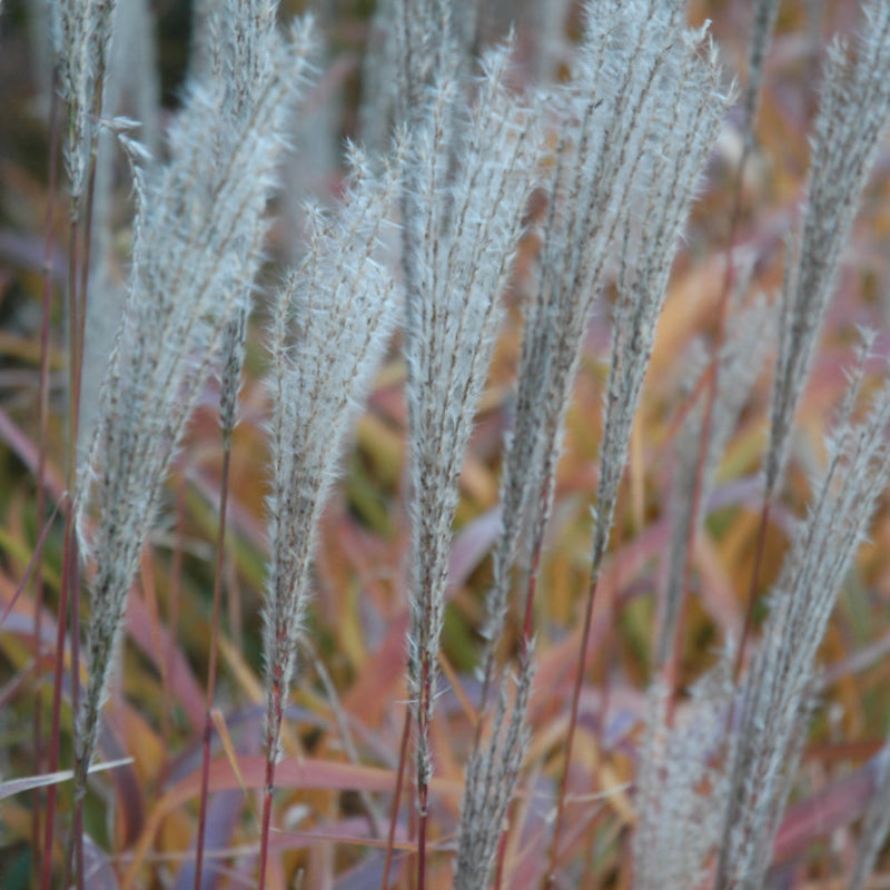 MISCANTHUS PURPURASCENS