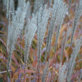 MISCANTHUS PURPURASCENS